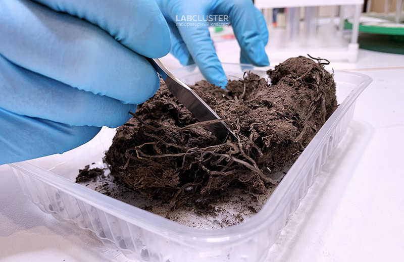 анализ кислотности почвы в лаборатории